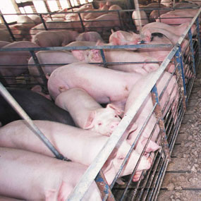 Support Factory Farm Reform