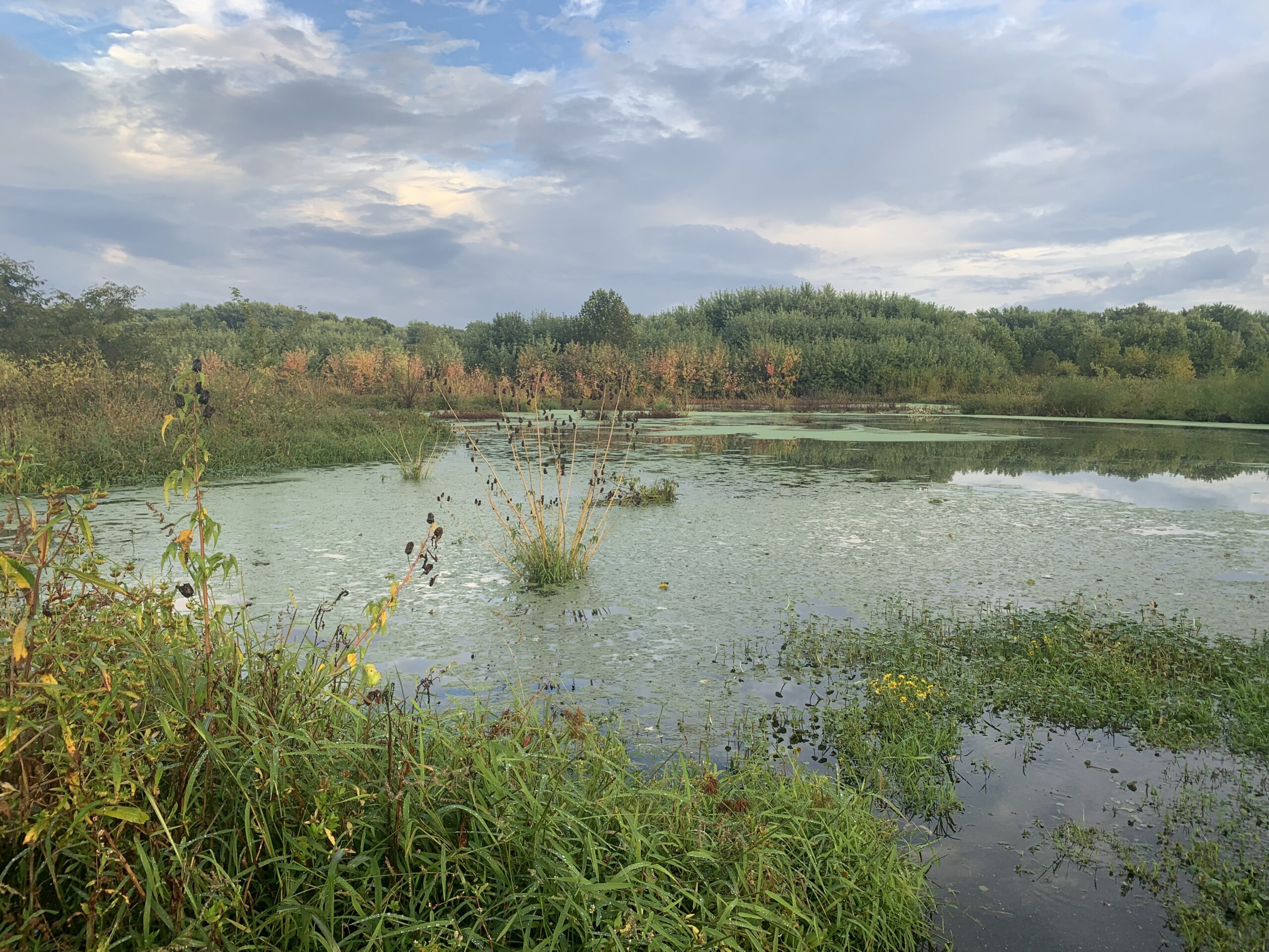 What is a wetland and why are they important?